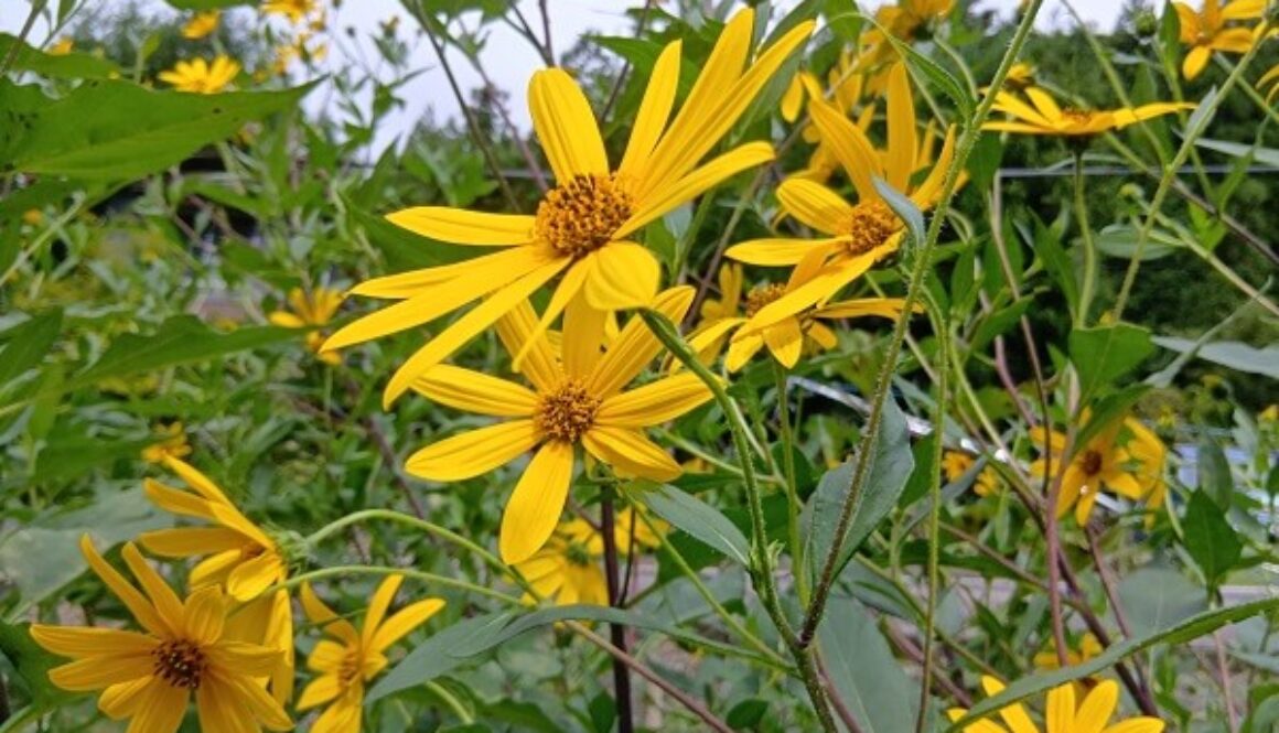 まるで小さな太陽のような菊芋のお花 まるで小さな太陽のような菊芋のお花