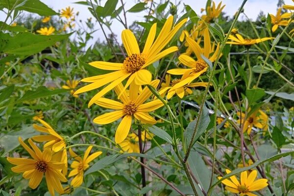 まるで小さな太陽のような菊芋のお花