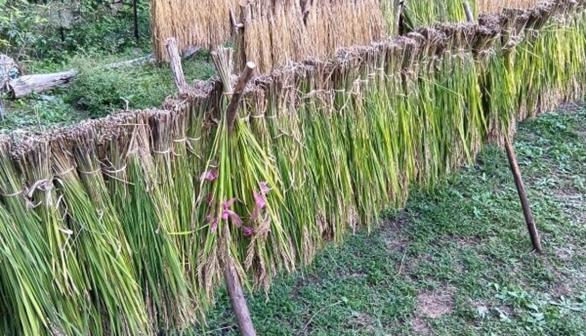 手刈りと稲架掛けで、黒米の稲刈り完了