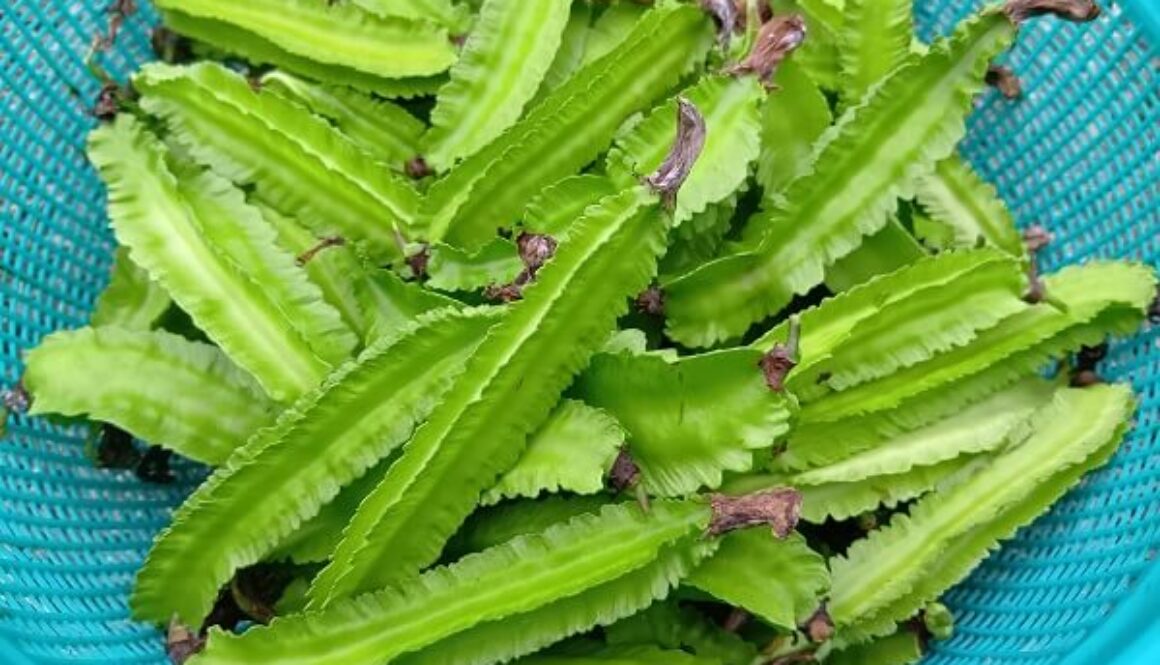 産直でも人気の四角豆、収穫が続きます