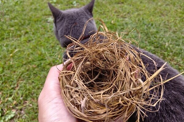 毎年恒例、田んぼで出会うカヤネズミのおうち