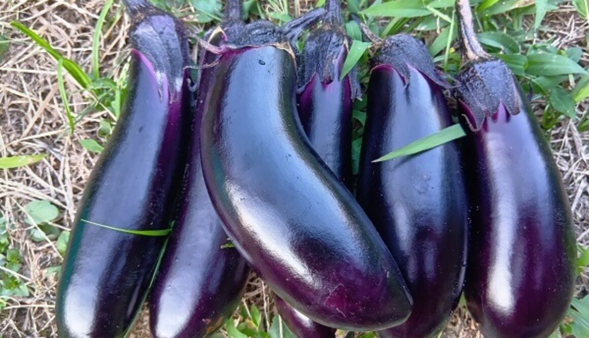 スローな収穫、ナス嫌いにも愛される自然農のナス