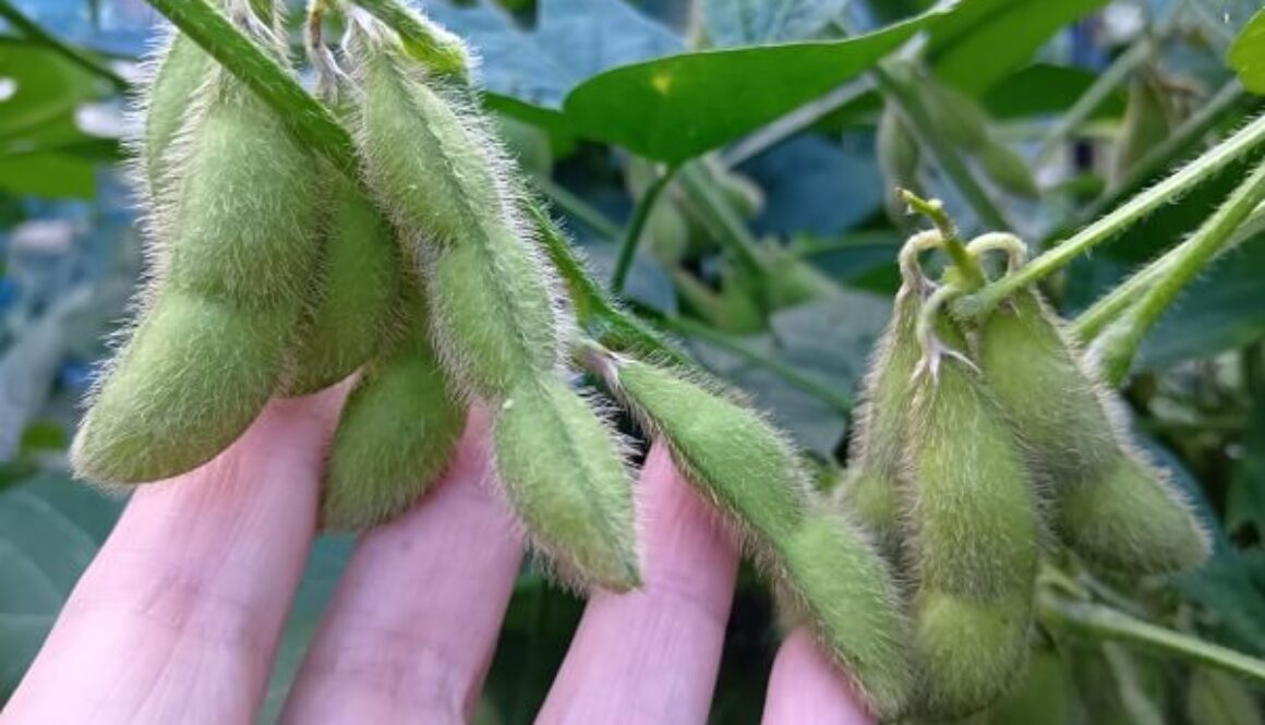 自然農の黒 & 赤大豆枝豆、プックプクに成長中 自然農の黒 & 赤大豆枝豆、プックプクに成長中