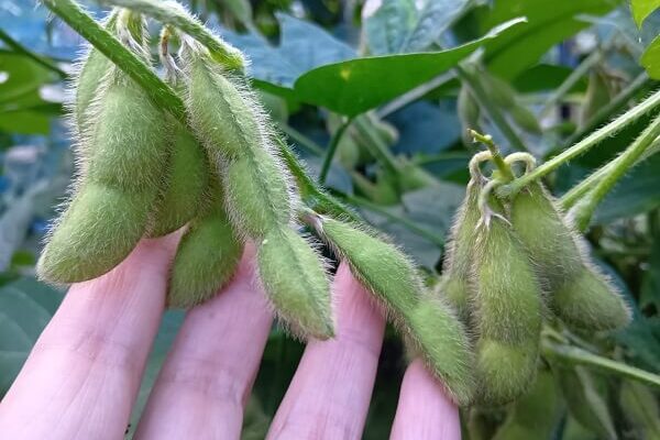 自然農の黒 & 赤大豆枝豆、プックプクに成長中
