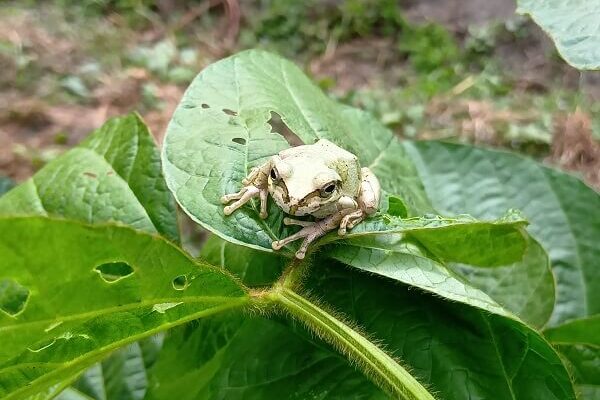太陽のようなラメ入りゴールドのアマガエルちゃん