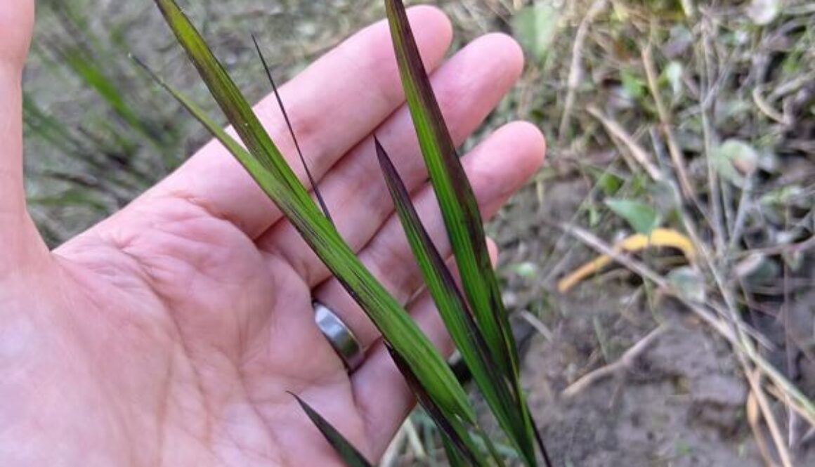 紫黒色のアクセントが光る、黒米のヒコバエ 紫黒色のアクセントが光る、黒米のヒコバエ