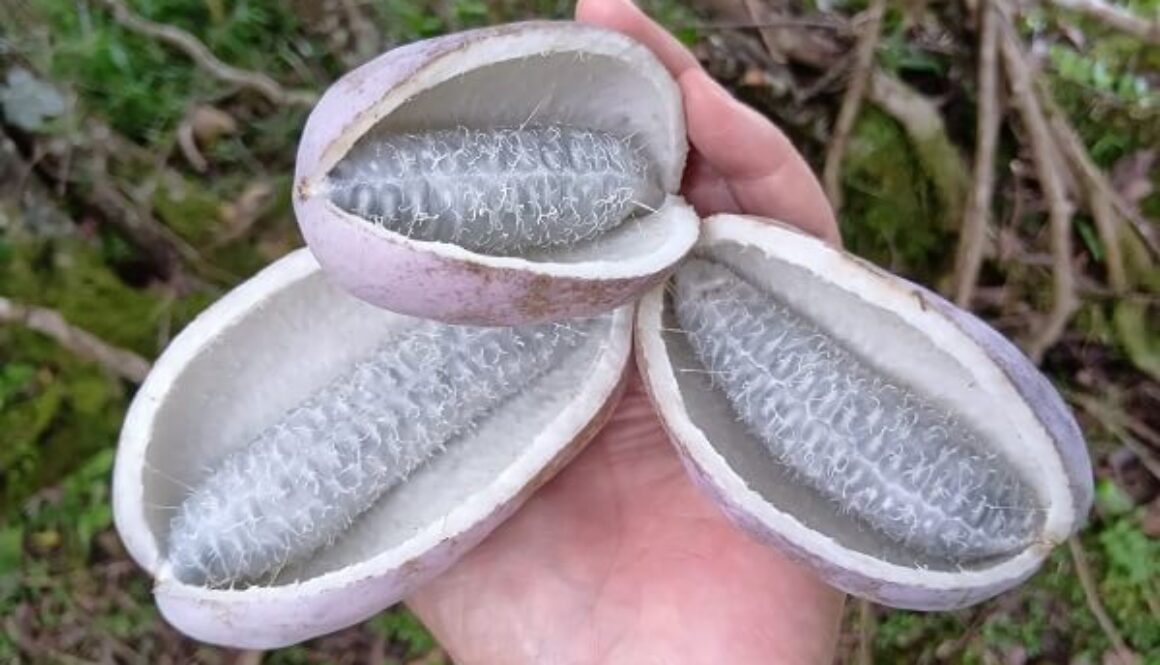 食べにくさ満点（笑）のアケビはビタミンCの宝庫