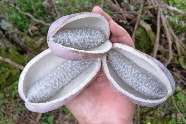 食べにくさ満点（笑）のアケビはビタミンCの宝庫