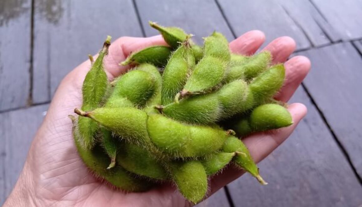 クリーミーで味わい深い自然農の赤大豆枝豆 クリーミーで味わい深い自然農の赤大豆枝豆