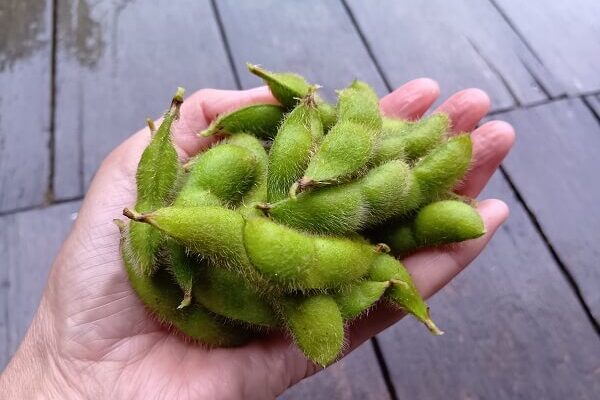 クリーミーで味わい深い自然農の赤大豆枝豆