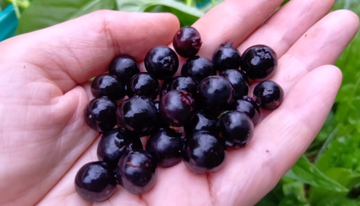 3か月も収穫継続、あっぱれな自然農のブルーベリー 3か月も収穫継続、あっぱれな自然農のブルーベリー