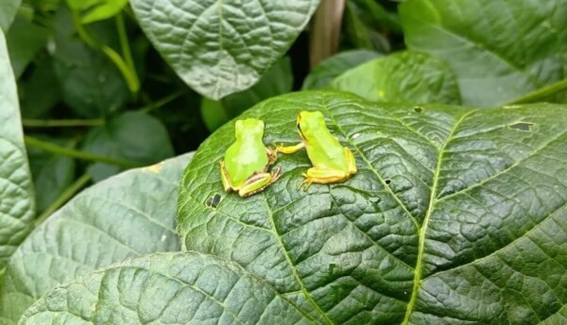 手をつなぐカエルちゃんの可愛さに、ウルッ❤ 手をつなぐカエルちゃんの可愛さに、ウルッ❤