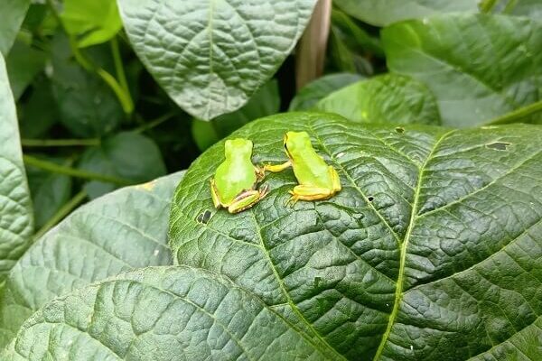 手をつなぐカエルちゃんの可愛さに、ウルッ❤