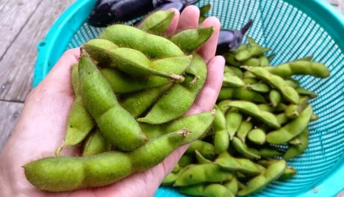 遂に登場!毎年大人気の自然農の黒大豆枝豆 遂に登場!毎年大人気の自然農の黒大豆枝豆