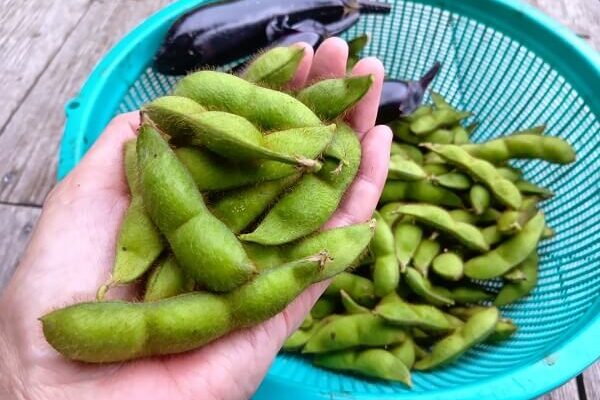 遂に登場！毎年大人気の自然農の黒大豆枝豆