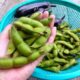 遂に登場！毎年大人気の自然農の黒大豆枝豆