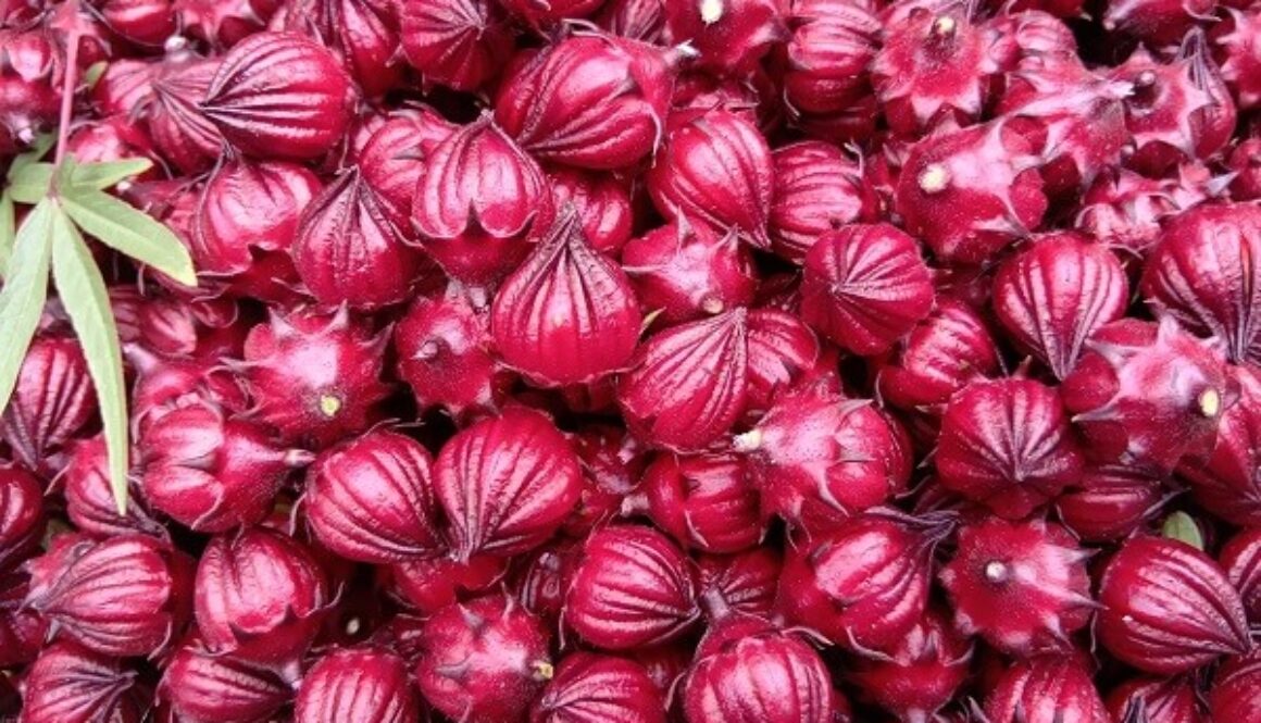 期間限定でフレッシュローゼルをお届けします 期間限定でフレッシュローゼルをお届けします