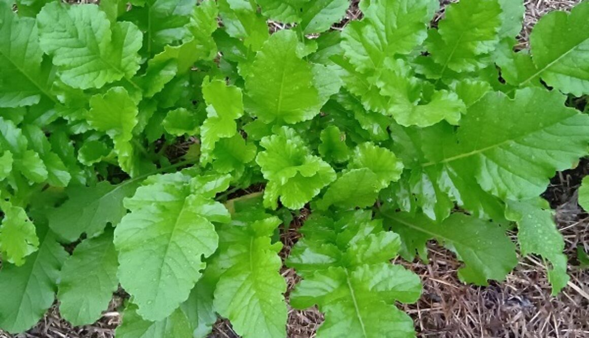 使いやすくて食味良好、自然農の葉大根 使いやすくて食味良好、自然農の葉大根
