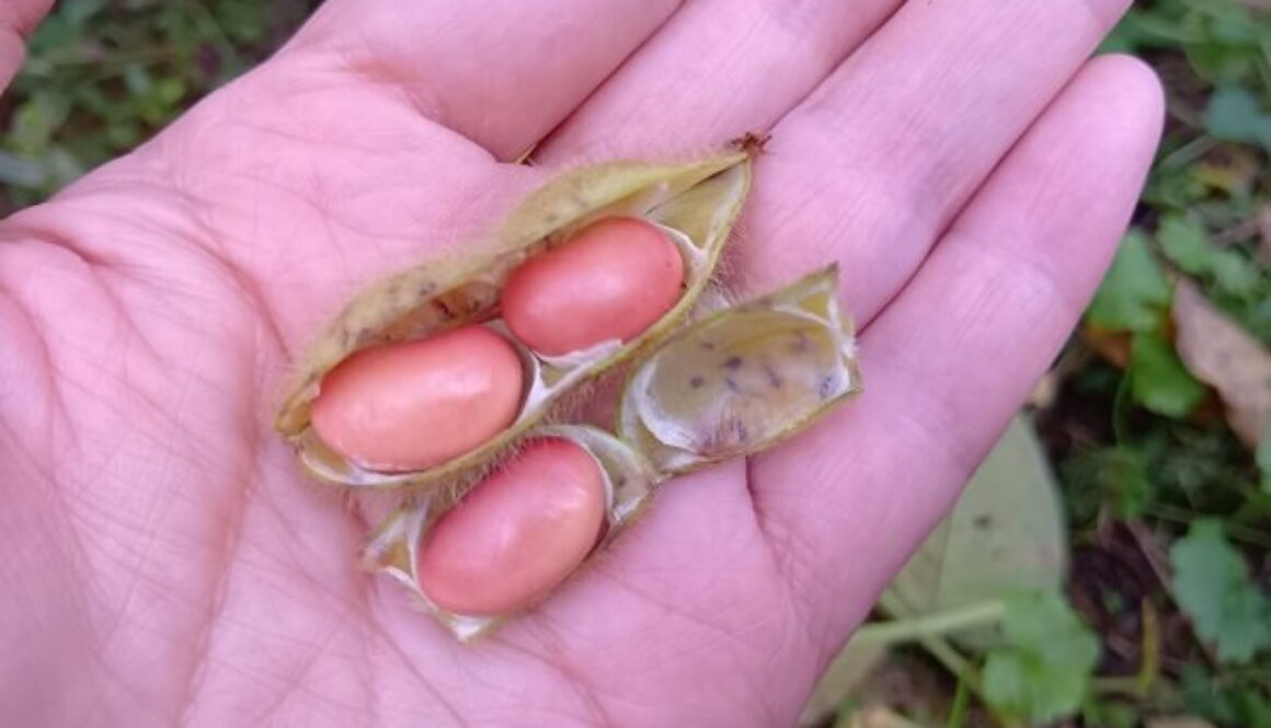 色も食感も刻々と変化する赤大豆枝豆 色も食感も刻々と変化する赤大豆枝豆