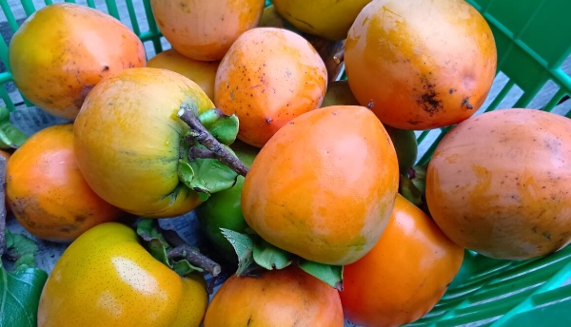 完熟させても干し柿にしても美味しい蜂屋柿 完熟させても干し柿にしても美味しい蜂屋柿