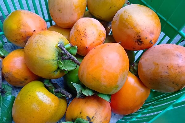 完熟させても干し柿にしても美味しい蜂屋柿
