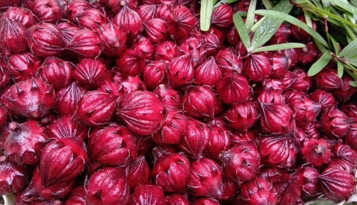 寒さが苦手なローゼル、収穫&加工は待ったなし 寒さが苦手なローゼル、収穫&加工は待ったなし