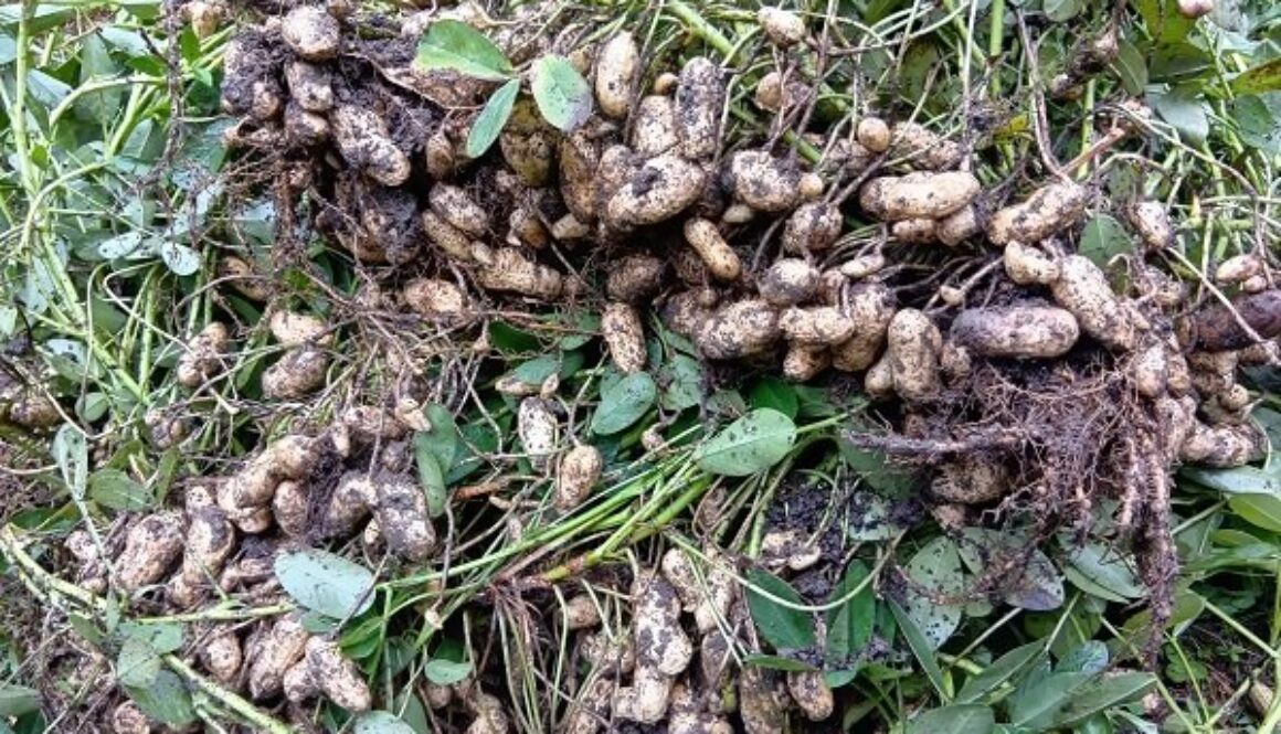 ぜひ塩茹でを試してほしい、鮮度が命の生落花生 ぜひ塩茹でを試してほしい、鮮度が命の生落花生