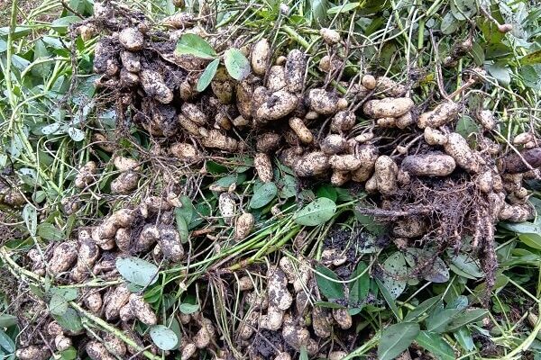 ぜひ塩茹でを試してほしい、鮮度が命の生落花生