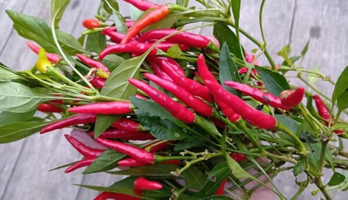 過酷な環境にも負けず、真っ赤に実った唐辛子 過酷な環境にも負けず、真っ赤に実った唐辛子