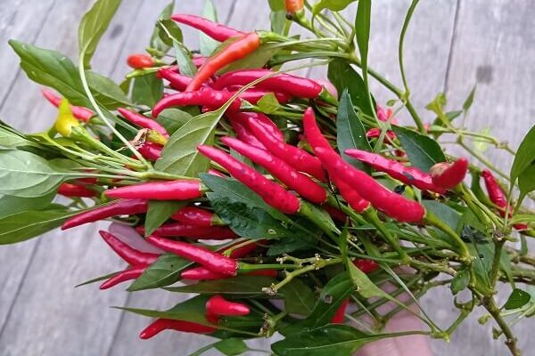 過酷な環境にも負けず、真っ赤に実った唐辛子