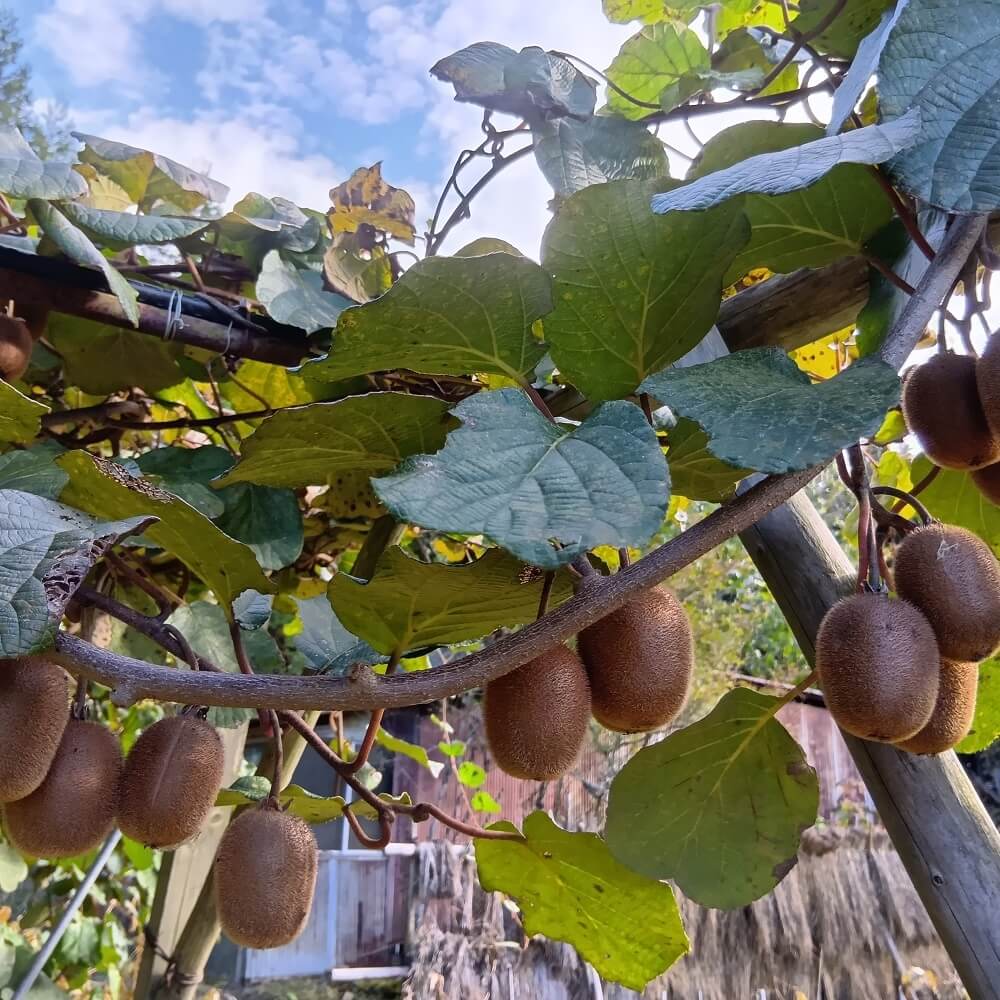 ドライキウイ - 画像 (4)