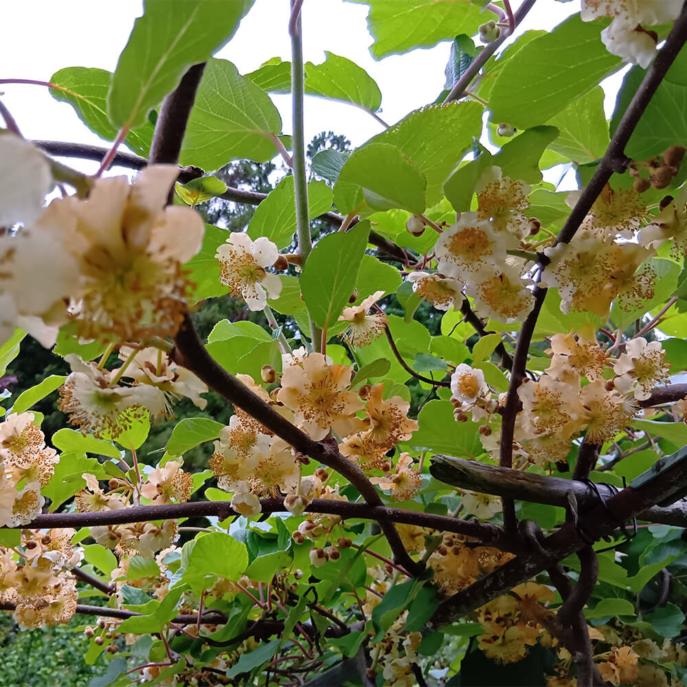 ドライキウイ - 画像 (3)