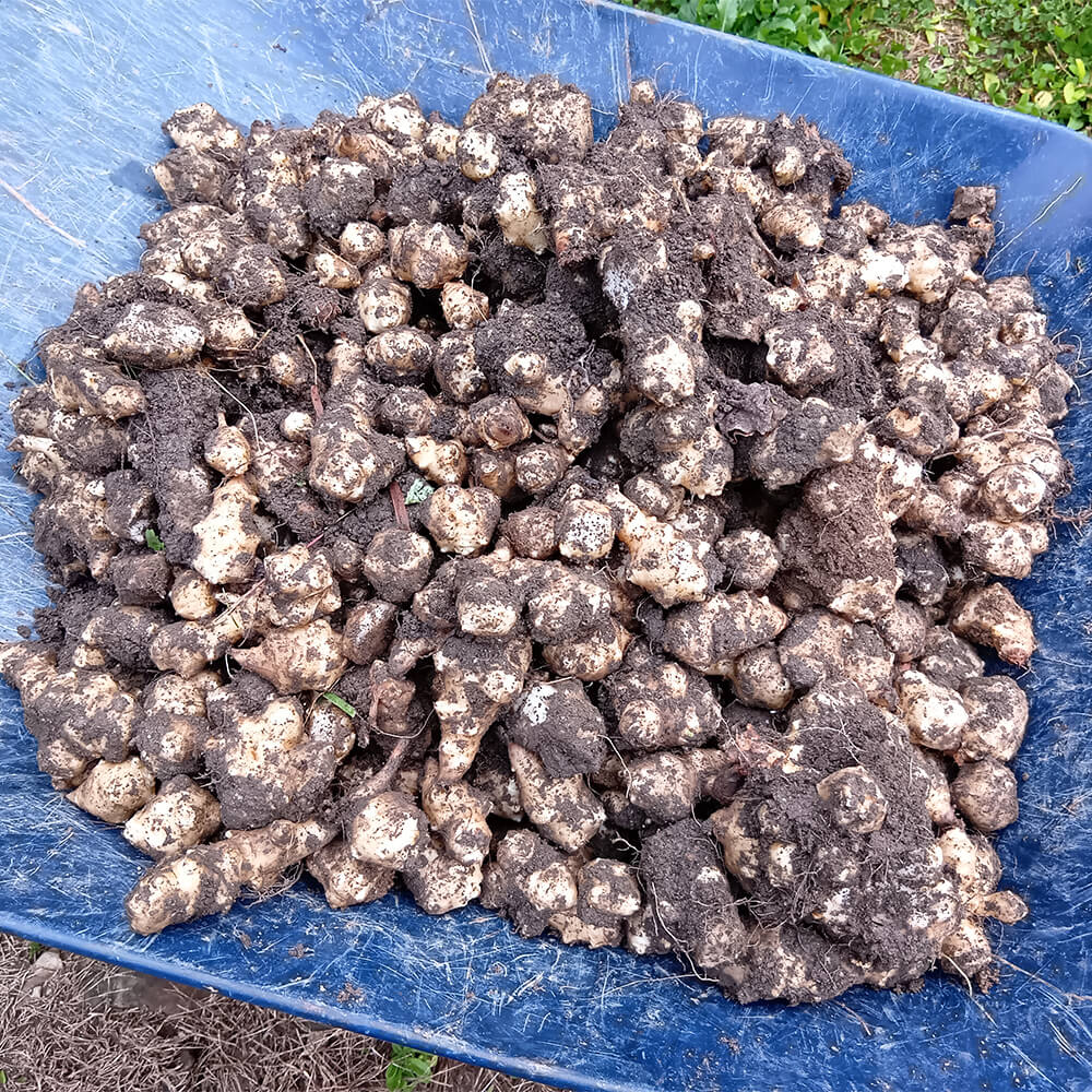 菊芋チップス - 画像 (3)