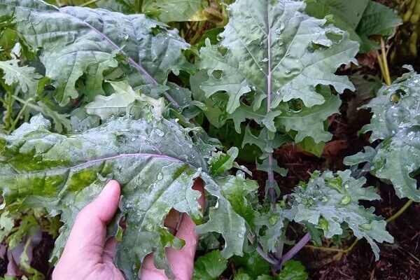 「最高」と言っていただけた自然農のケール