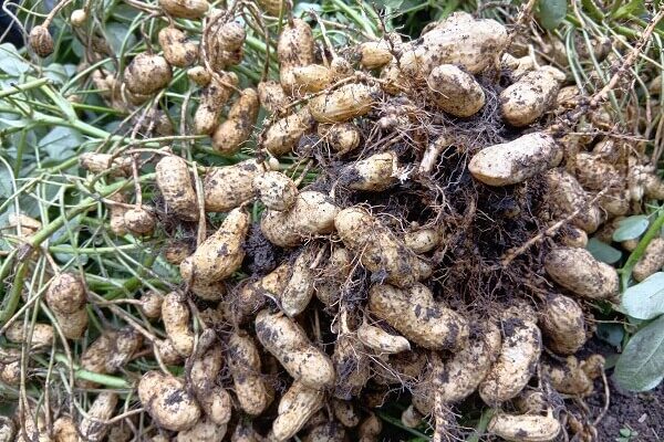 明日のマルシェ、生落花生ゲットの最後のチャンス
