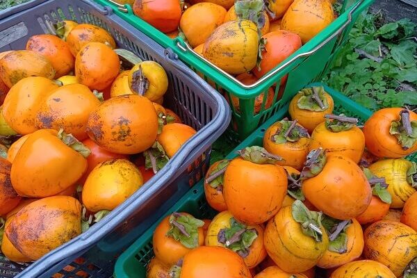 干し柿にしても完熟させても美味しい蜂屋柿