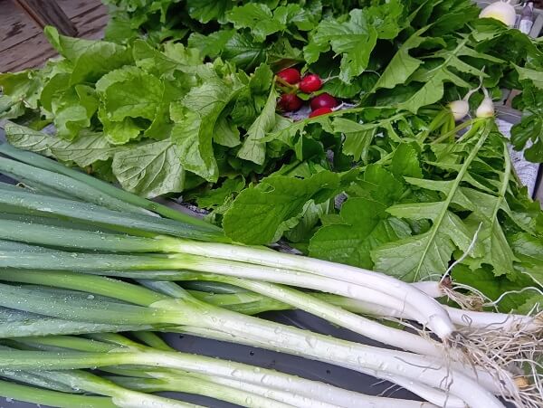 これからの季節に大活躍してくれるネギ