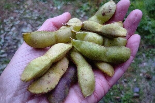 成熟した黒大豆枝豆、明日のマルシェでシーズン終了