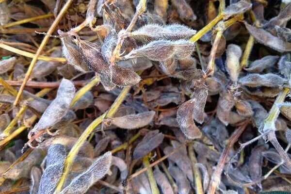 旨味溢れる自然農の赤大豆、収穫開始です