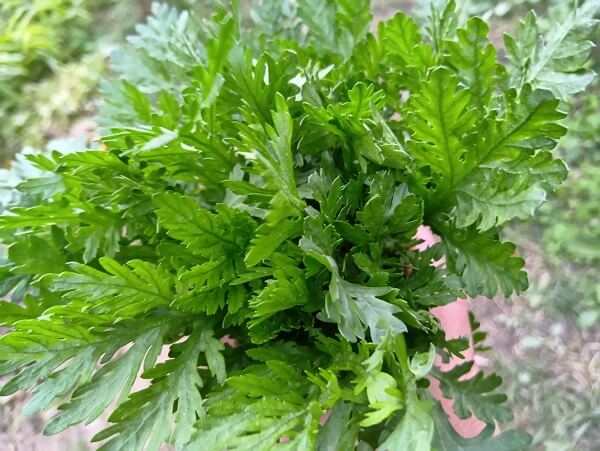 独特の風味がたまらない、今が旬の春菊