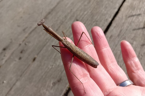 冬目前のカマキリの動きに命の循環を想う