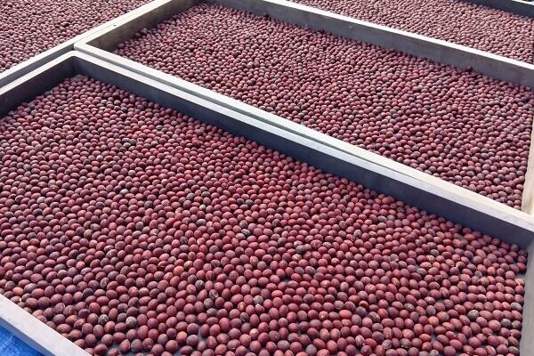 ベッピンさんの赤大豆、脱穀作業を開始