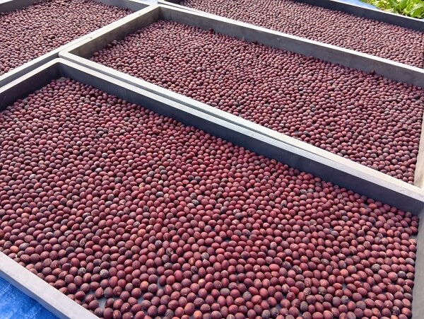 ベッピンさんの赤大豆、脱穀作業を開始