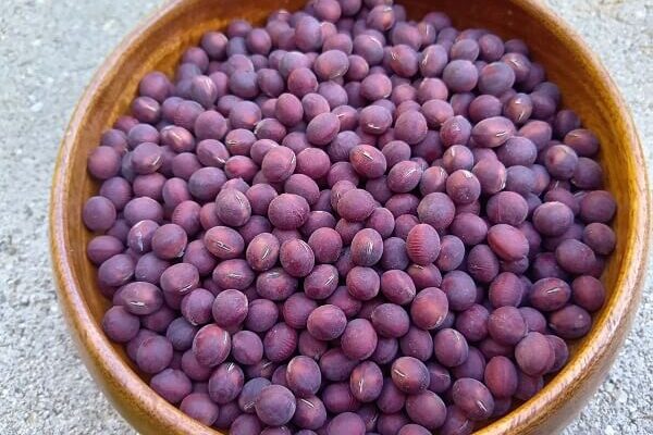旨味たっぷりの激レアな赤大豆、販売開始
