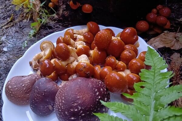 くらふぁーむのシアワセの形（キノコ編）