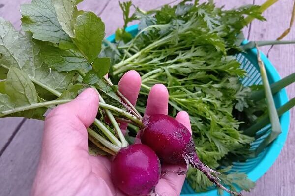 見惚れてしまう紫ラディッシュの美しさ