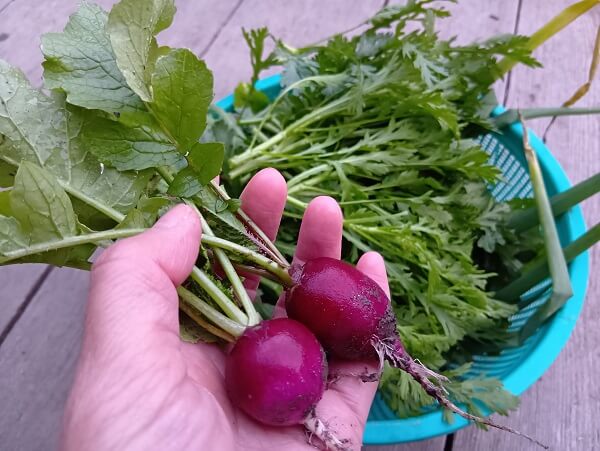 見惚れてしまう紫ラディッシュの美しさ