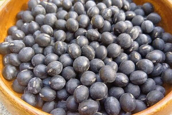 美しく栄養豊富な黒大豆、販売開始です
