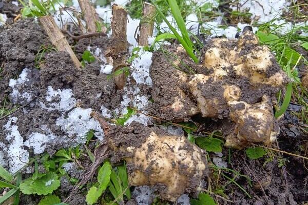 凍える寒さの中で続く菊芋の収穫