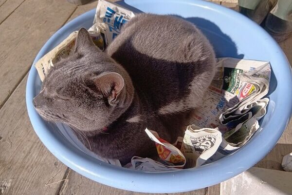 マイちゃんに学ぶ、ガンバり方の極意